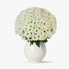 Buchet De 35 Crizanteme Albe