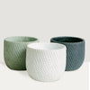 Flower/Plantă Pot BG40257 - | Livrare Flori Județul Călărași