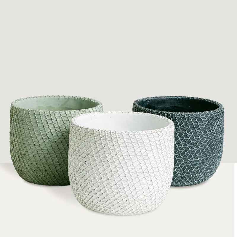 Flower/Plantă Pot BG40257 - | Livrare Flori Județul Călărași