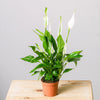 Light Reflections - Peace Lilly - | Livrare Flori Județul Călărași