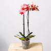 Orhidee Phalaenopsis Roz
