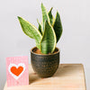 Spotted Jungle - Sansevieria - | Livrare Flori Județul Călărași