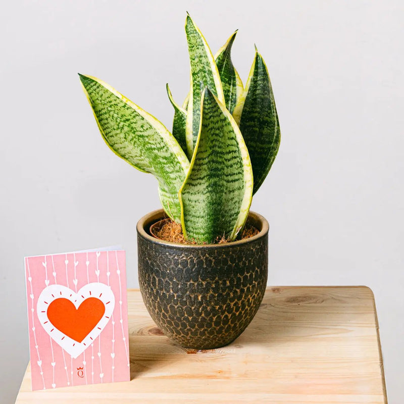 Spotted Jungle - Sansevieria - | Livrare Flori Județul Călărași