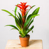 Blooming Inimă - Roșu Bromelia - | Livrare Flori Județul Călărași