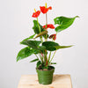 True Affection - Roșu Anthurium - | Livrare Flori Județul Călărași