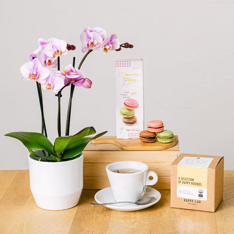 Mindful Set - Orhidee and Tea - | Livrare Flori Județul Călărași