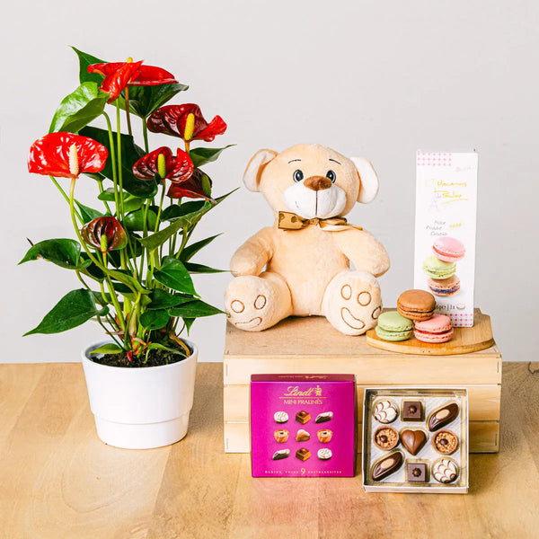 Sweet Melody - Anthurium and Sweets - | Livrare Flori Județul Călărași