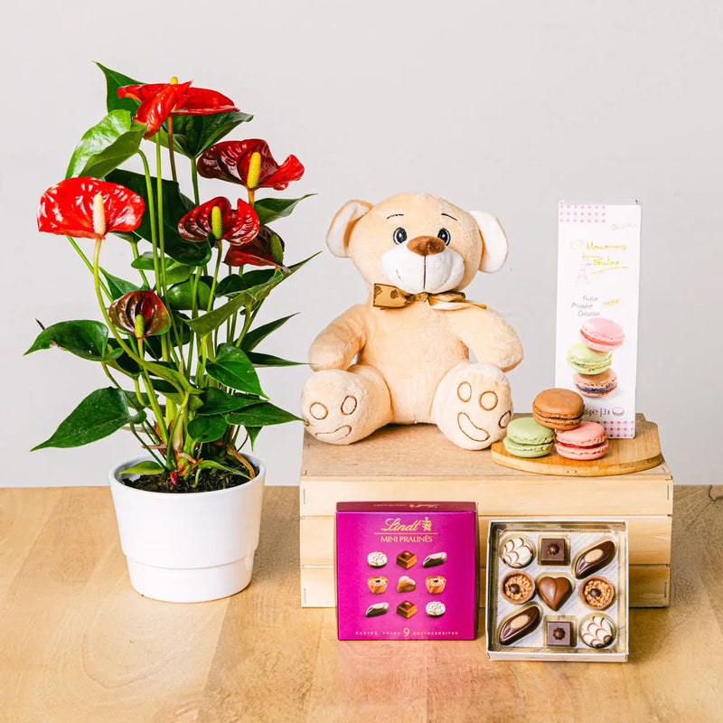 Sweet Melody - Anthurium and Sweets - | Livrare Flori Județul Călărași