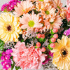 Dreamy Joy - Gerberas and Carnations - | Livrare Flori Județul Călărași
