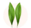 Aspidistra - | Livrare Flori Județul Călărași