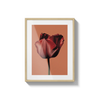 Dragoste Blooming - | Livrare Flori Județul Călărași