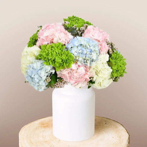 Premium Hydrangeas Flora Queen Flora Queen